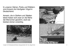 Bilderbuch-Amsel-SW-2.pdf